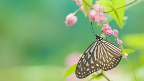 ထိုးဖောက်ကျော်လွှားမှုတစ်ခု