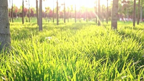 ဆူးချုံရိုင်းအလယ်တွင် ပေါက်ခဲ့သည့် မြက်ပင်လေးတစ်ခု